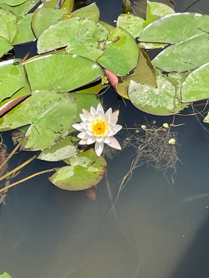 睡蓮の花