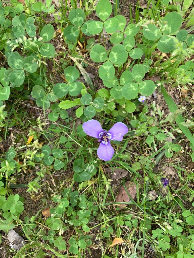 この花 なんなん?🤔