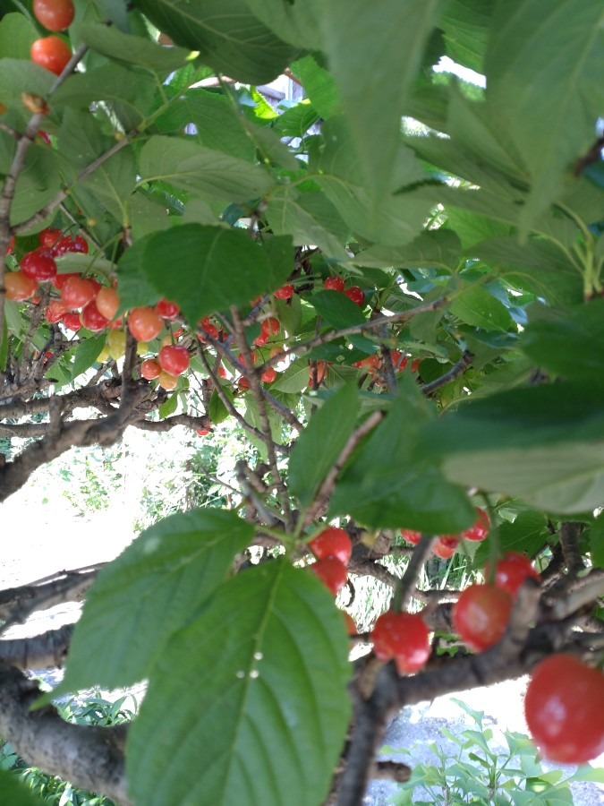 さくらんぼ🍒勝利❣❢