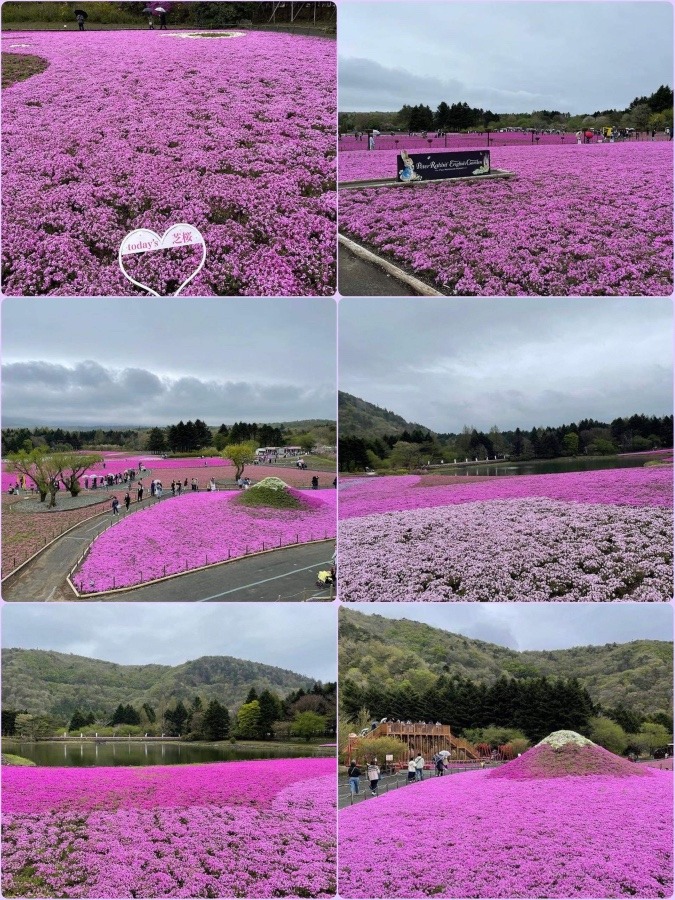 芝桜まつり開催中🙋‍♂️🙋‍♂️