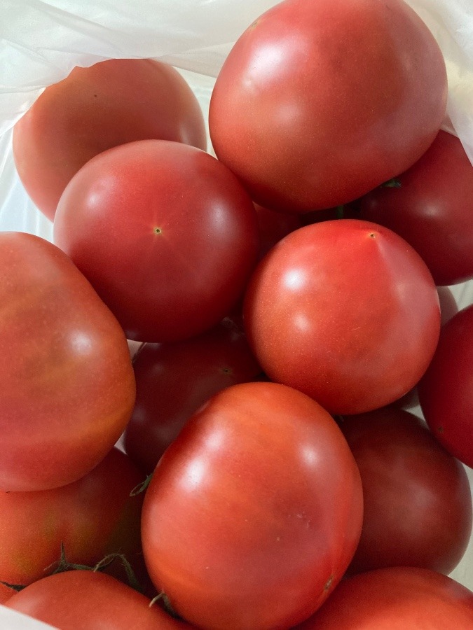 このトマトめちゃ甘〜い🍅