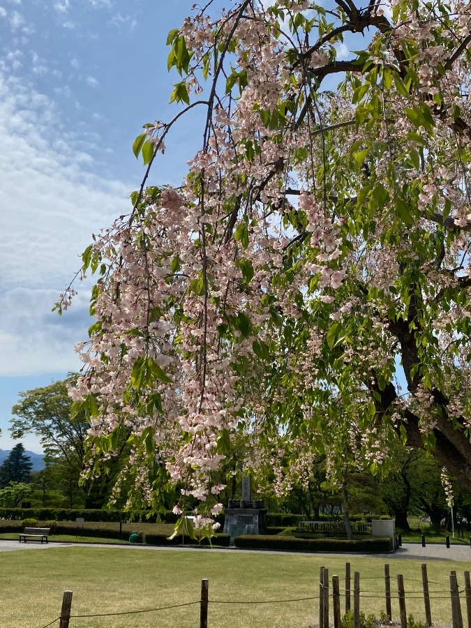 枝垂れ桜