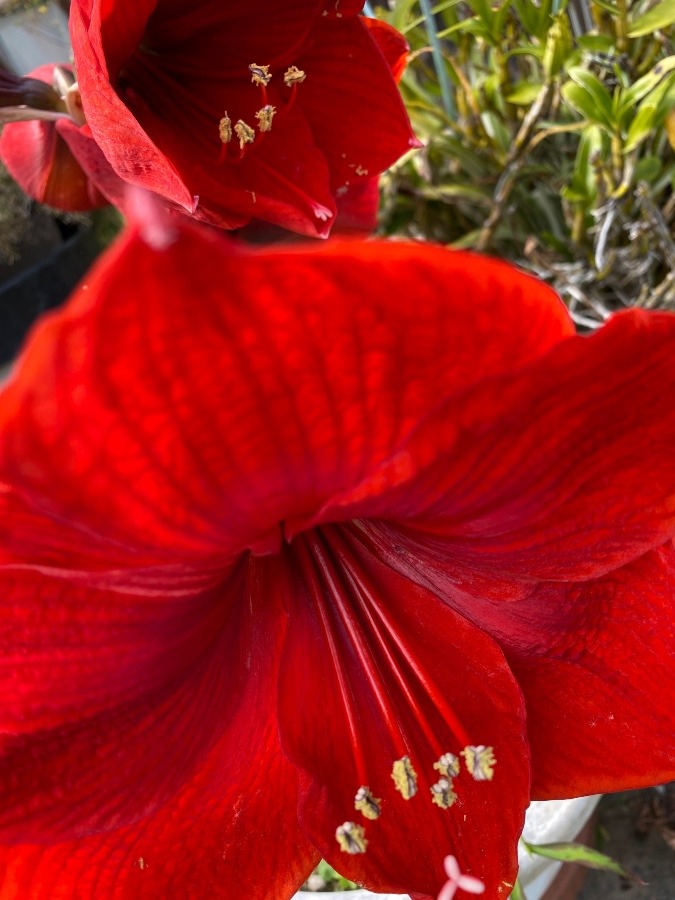 花倶楽部　アマリリス