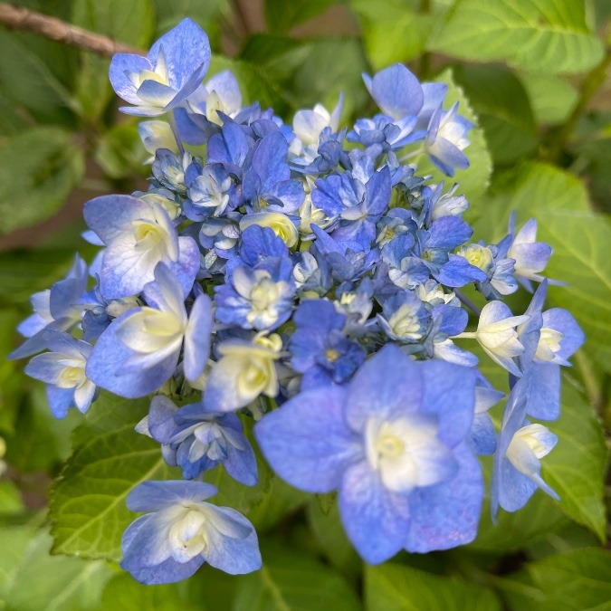紫陽花 ②