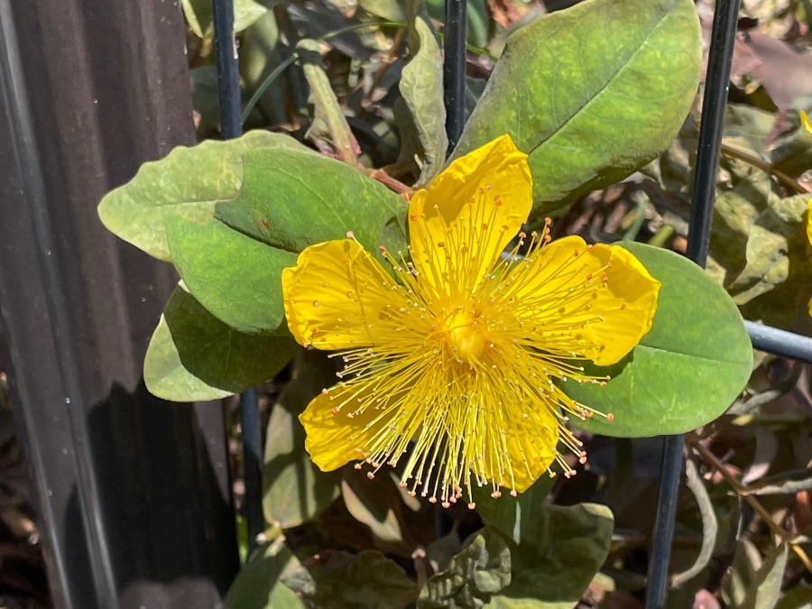 ビタミンカラーのお花ちゃん🥰