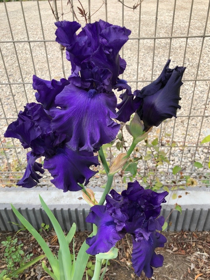 カキツバタの花