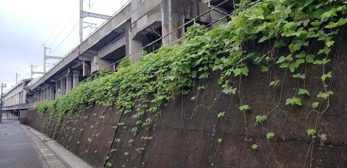 つる草の飾り付け‼️