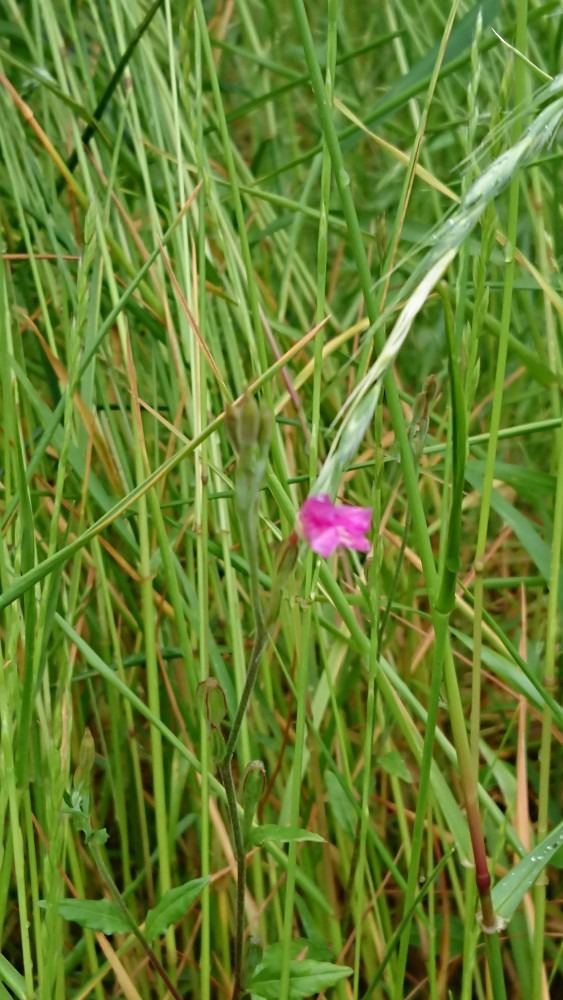 小さなピンクの花💠