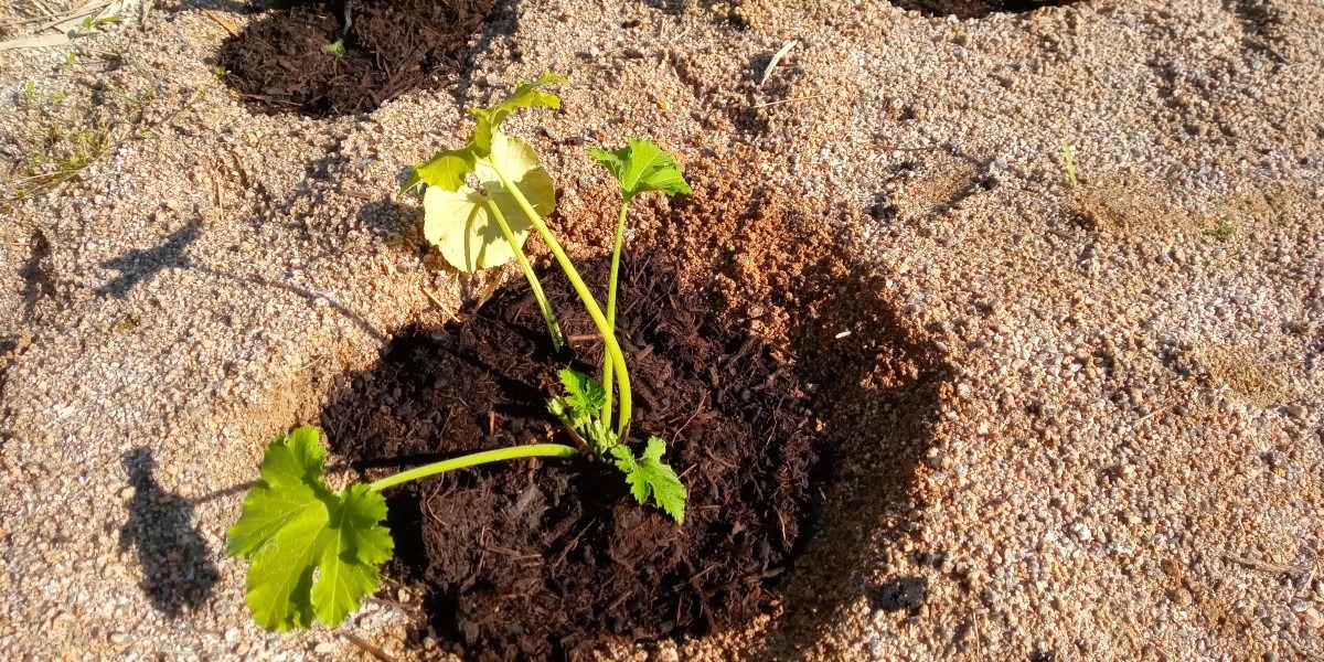 植え付けました😃（1）