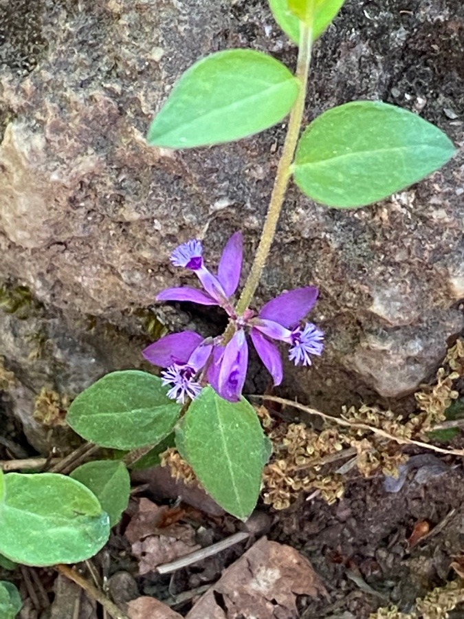 千歳山登山道の花🌸