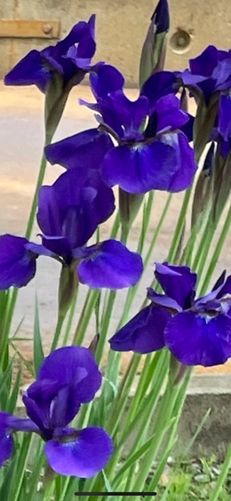 花🟣アップ