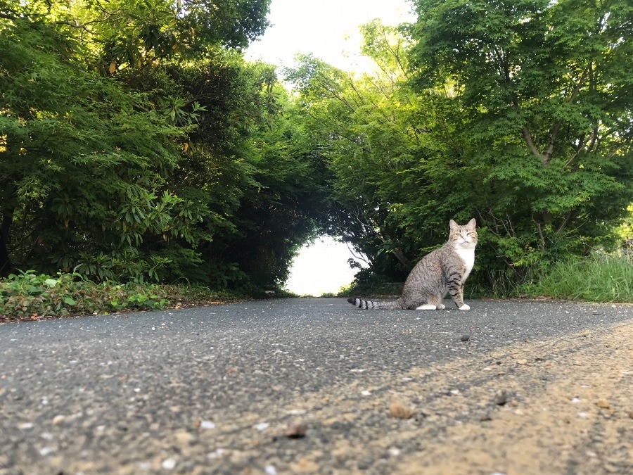 自然の……