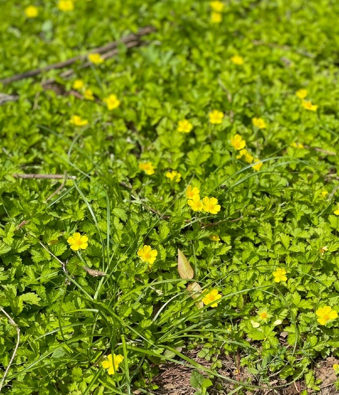 森はお花畑🌼