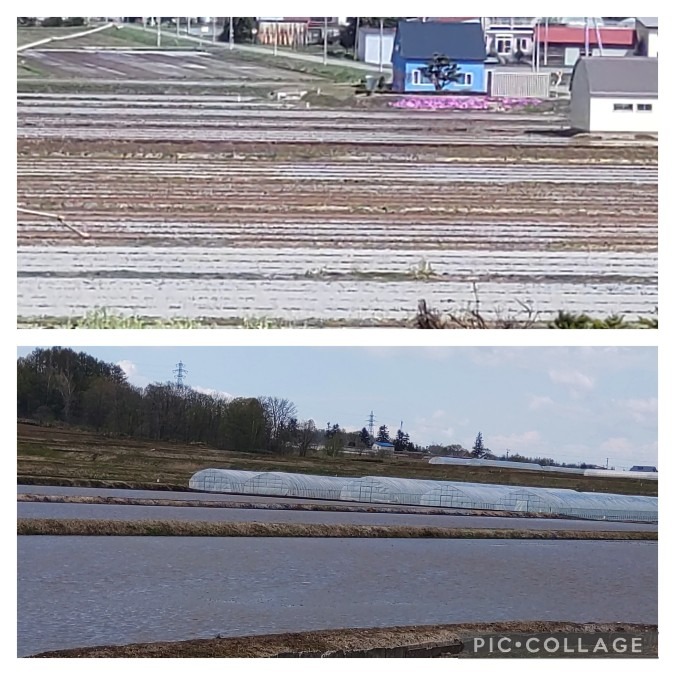 北海道の田圃風景