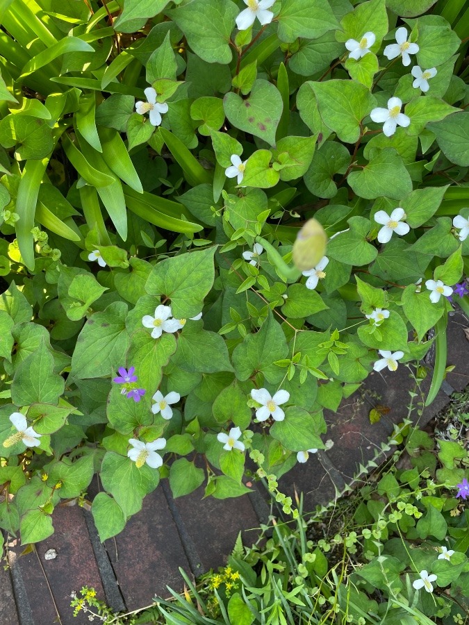 可愛いドクダミの花❣️