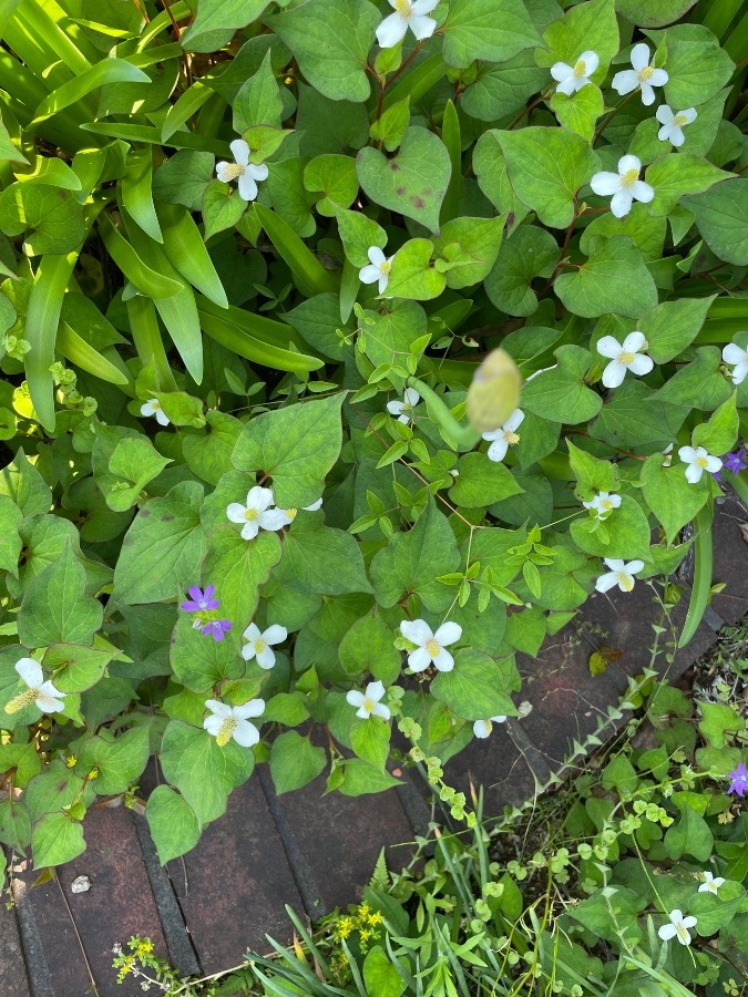 可愛いドクダミの花❣️