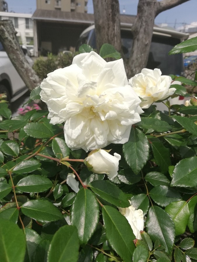 白い花🌼!