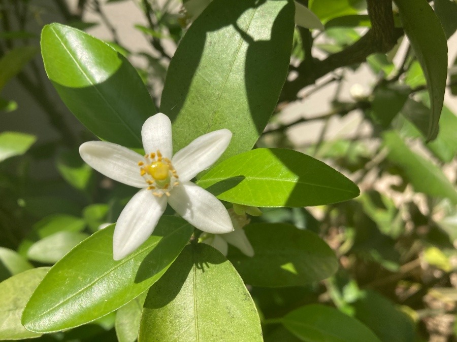 みかんの花〜