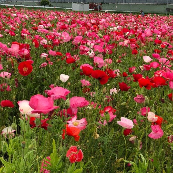 鈴鹿の芍薬・ポピー