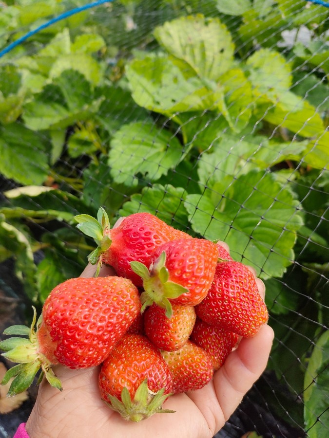 ３時のおやつ🍓