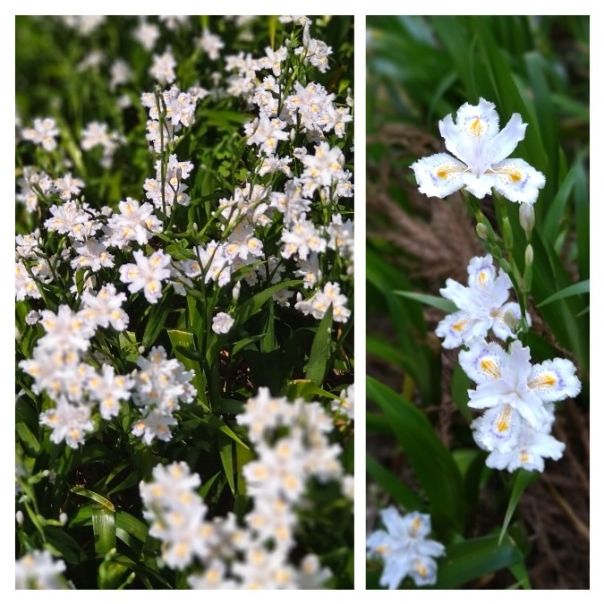 シャガの花