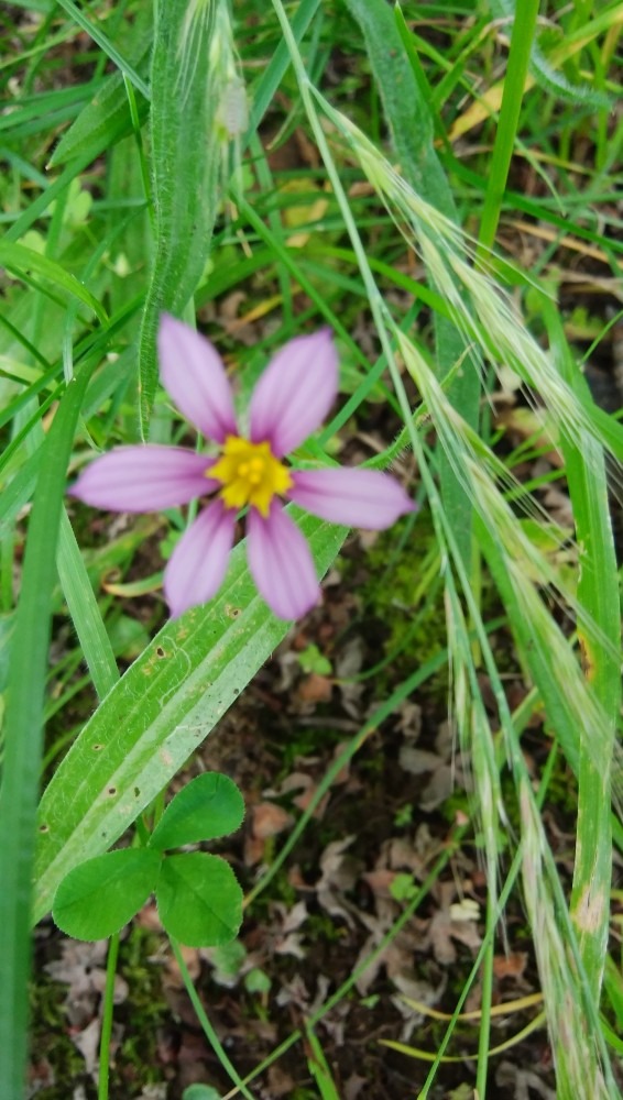 小さな、お花です！