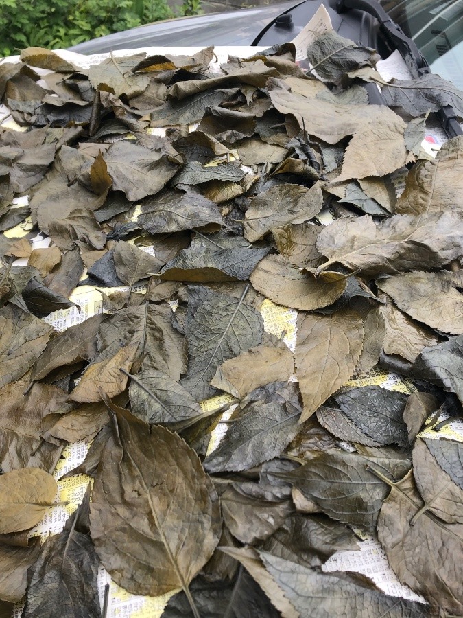 天然杜仲茶