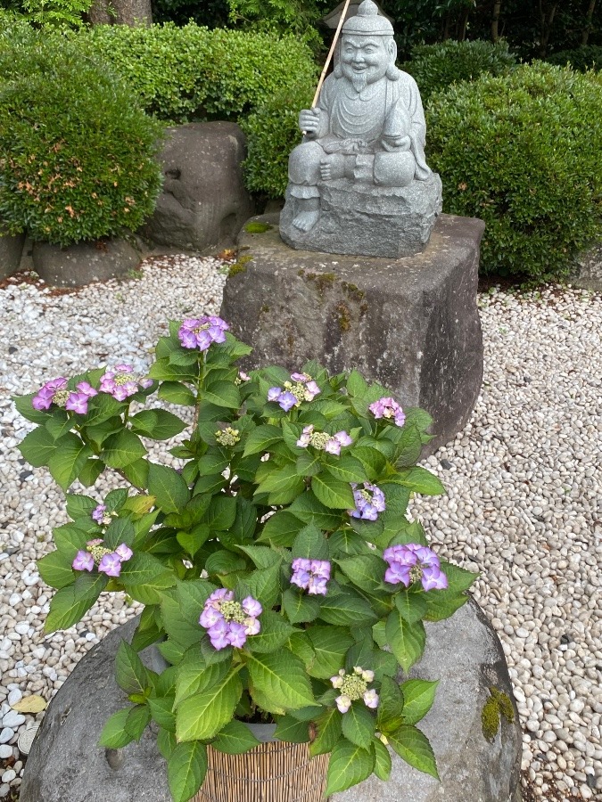 恵比寿様と紫陽花🌸‼️