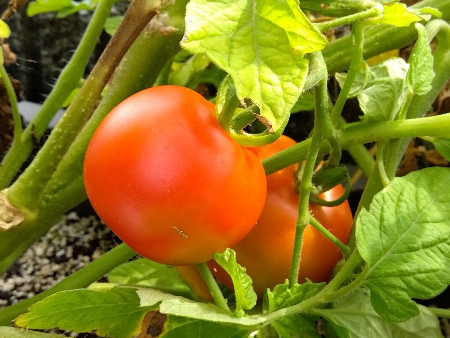 中玉トマト🍅が赤くなった✨