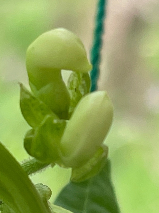 ついに花が