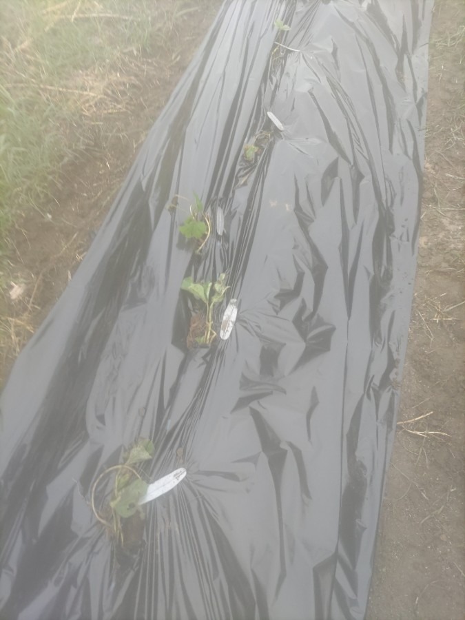 芋苗を先植えしてしまったので…