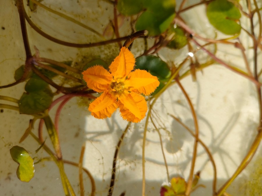 水生植物アサザ