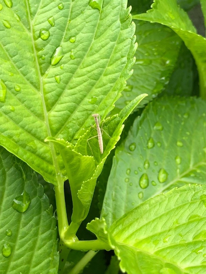 元気いっぱいのおチビさん🦗