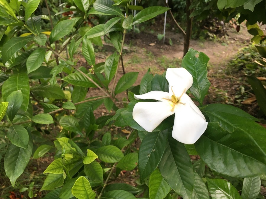 「くちなし」の花が咲いてました。渡哲也さんの歌が思わず出てきそう。