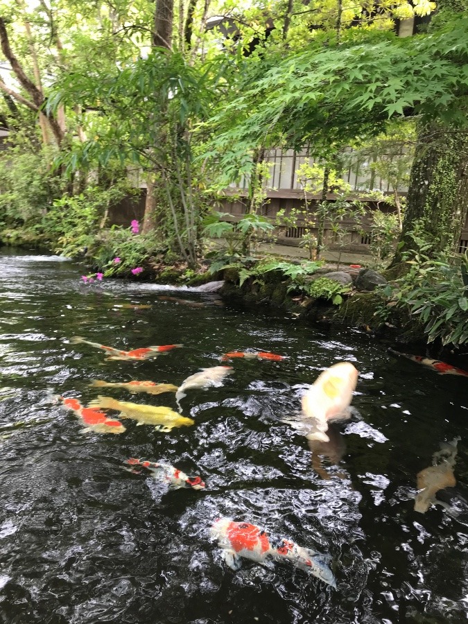 鯉が飛び跳ねて❗️