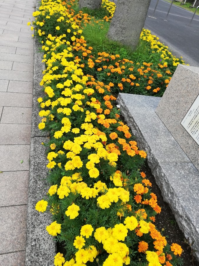 きれいな花🌼