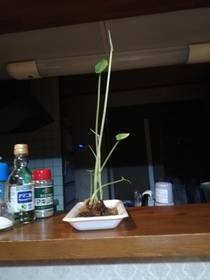 なが！里芋の🌱