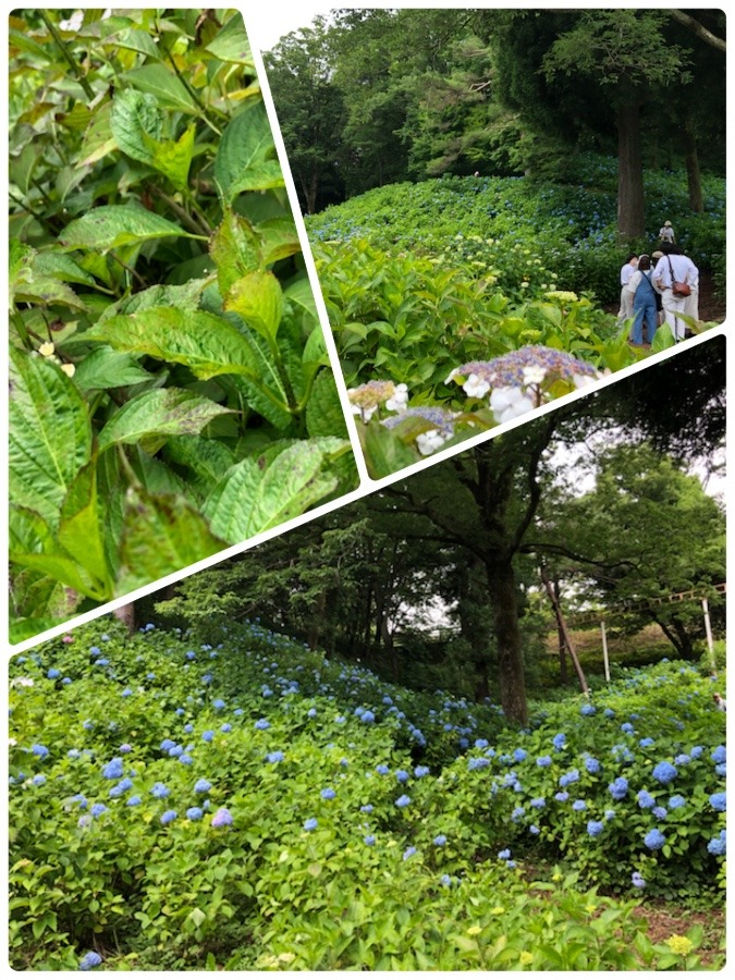 紫陽花❣️