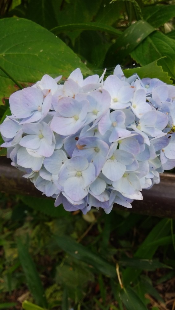 おしゃれなお花です！