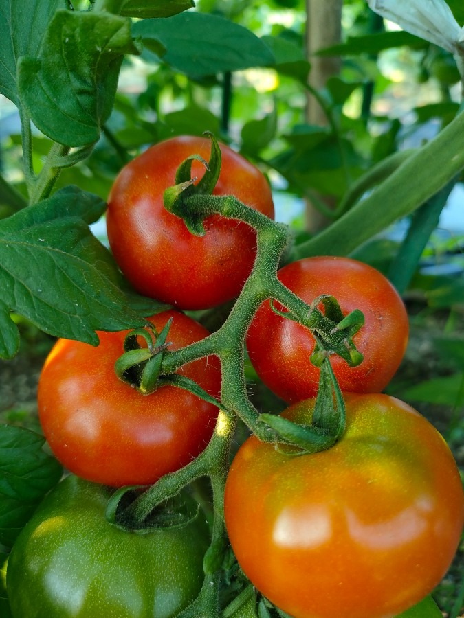 食べごろトマト🍅