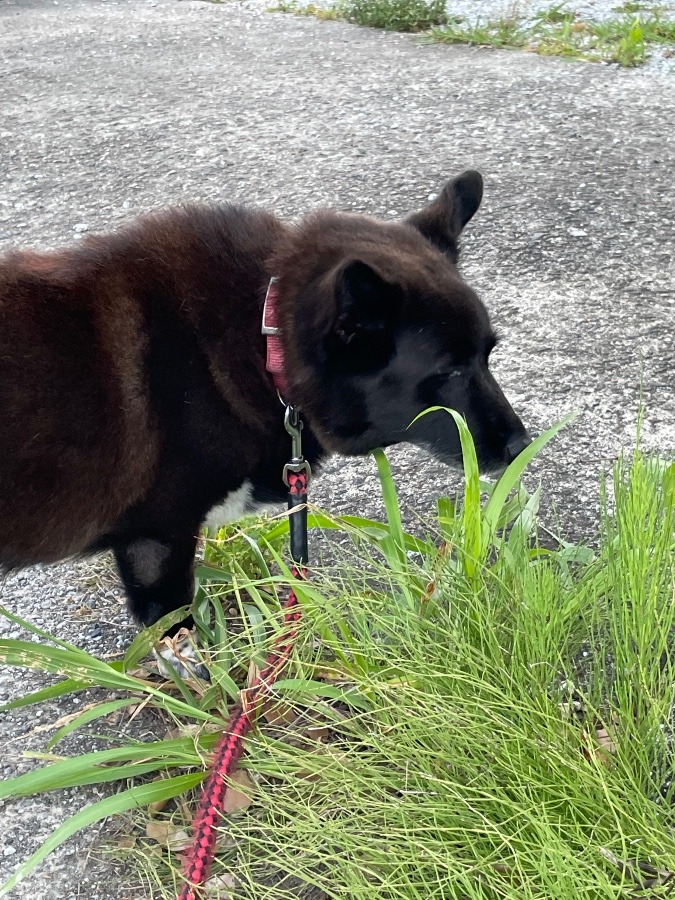 愛犬　かりん