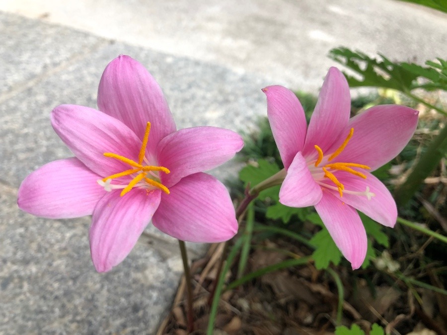 タマスダレのピンク♡