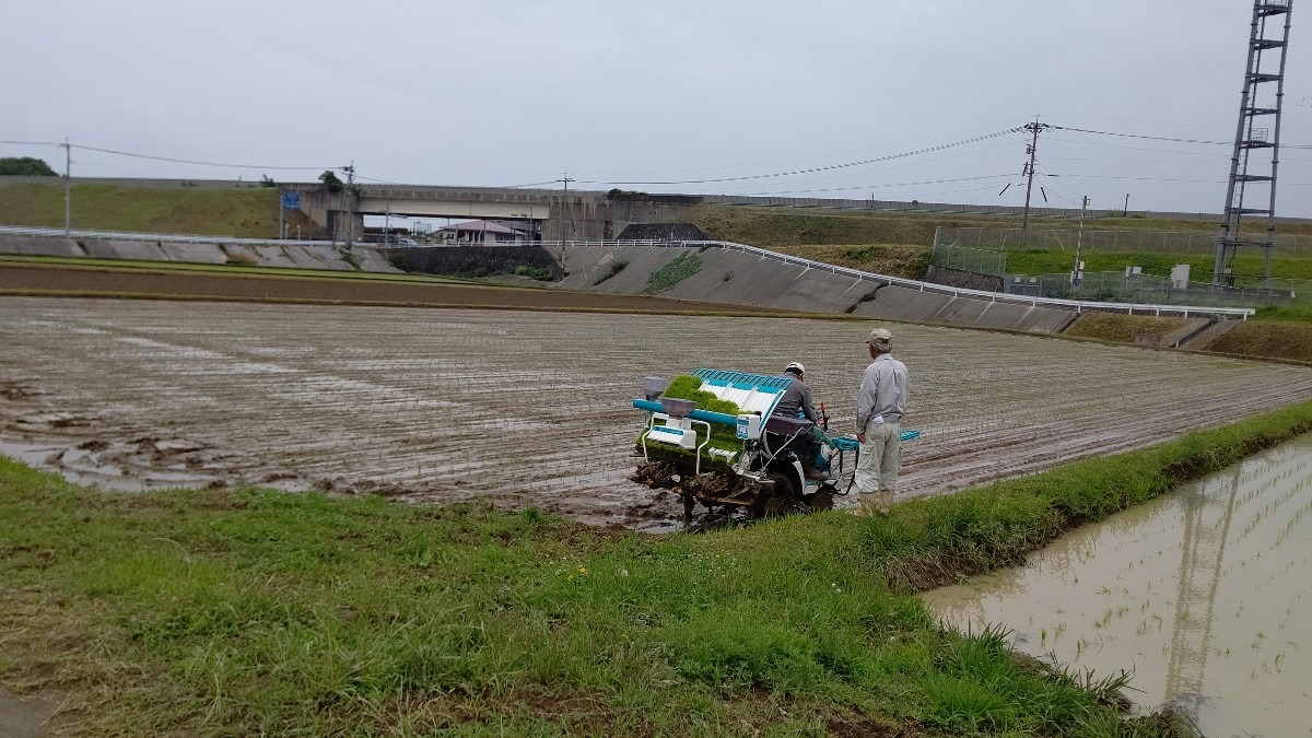 田植え 雨がやむのを待って