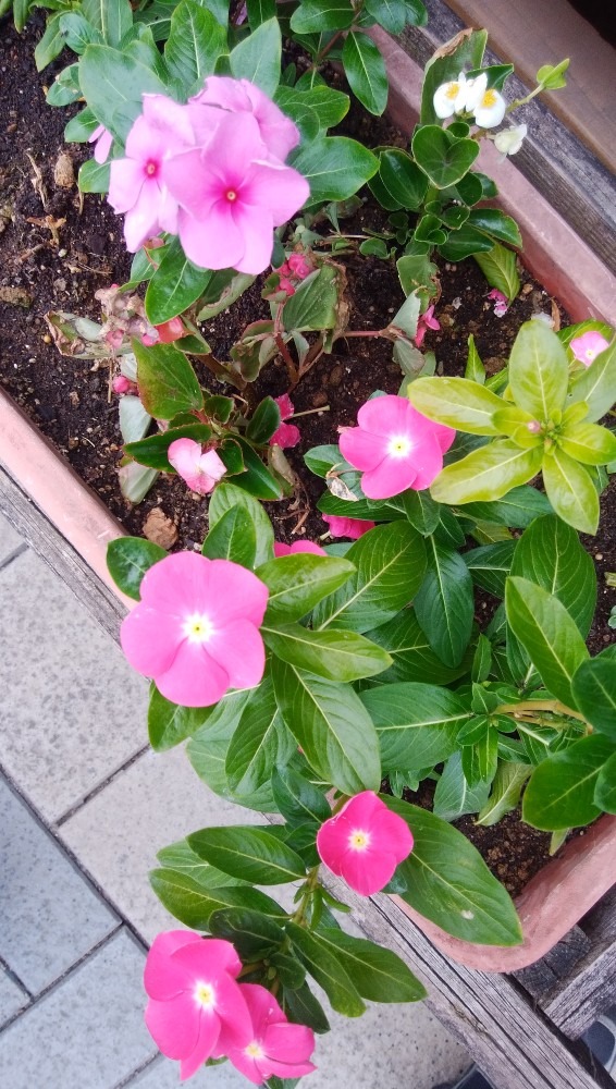 道の駅の、お花です！