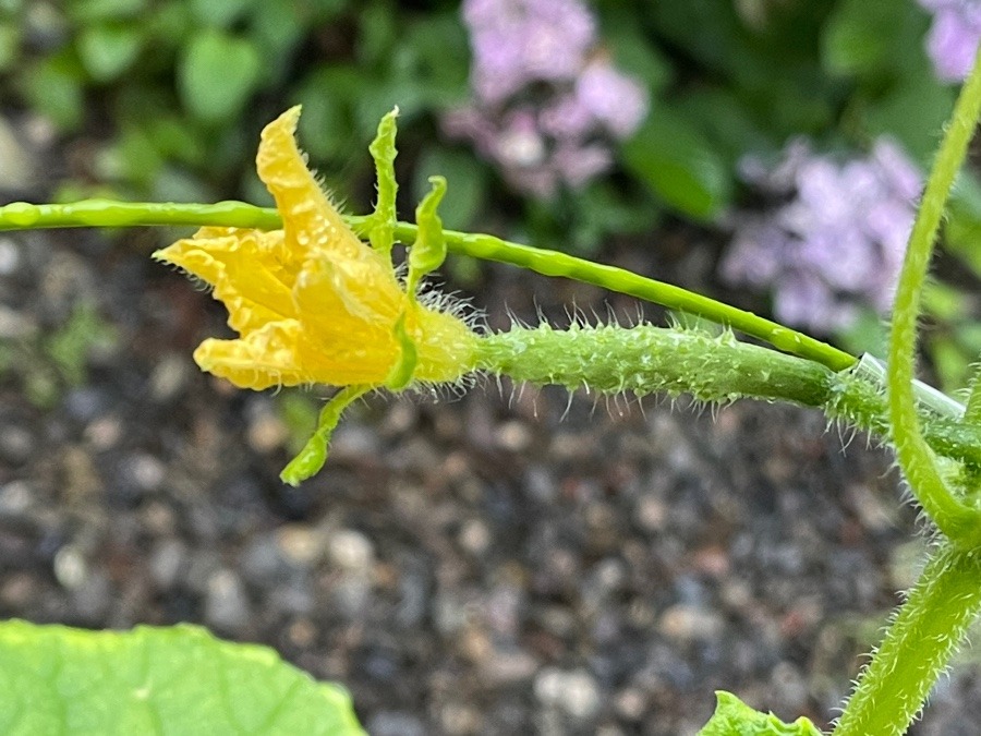 成り花❣️