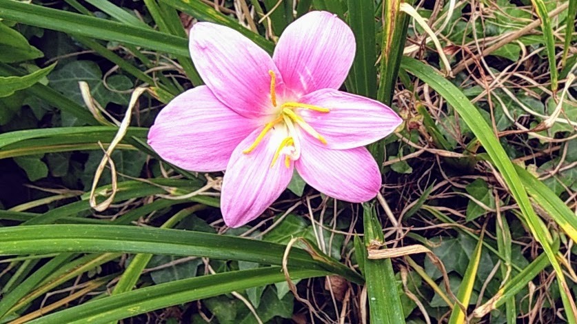 名前が分からなかった花の名前が判明。しかし、更に疑問が出てきました。(笑)