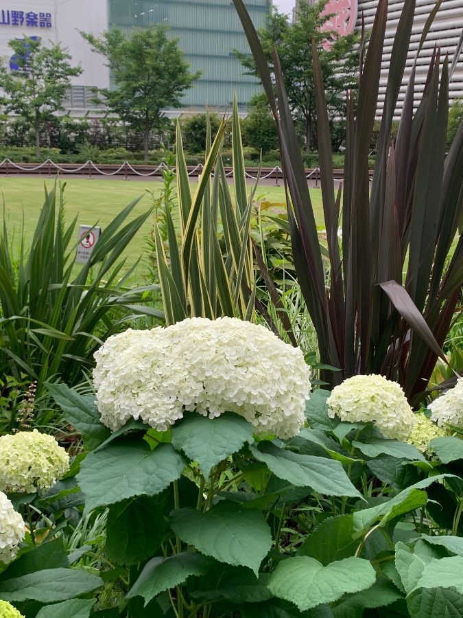 銀座三越の紫陽花  3