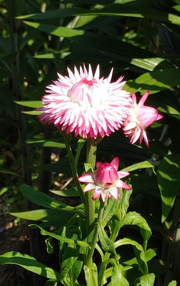 貝殻草♪