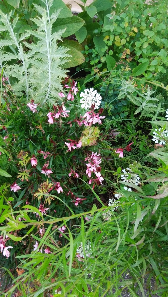 やさしい、お花畑です！