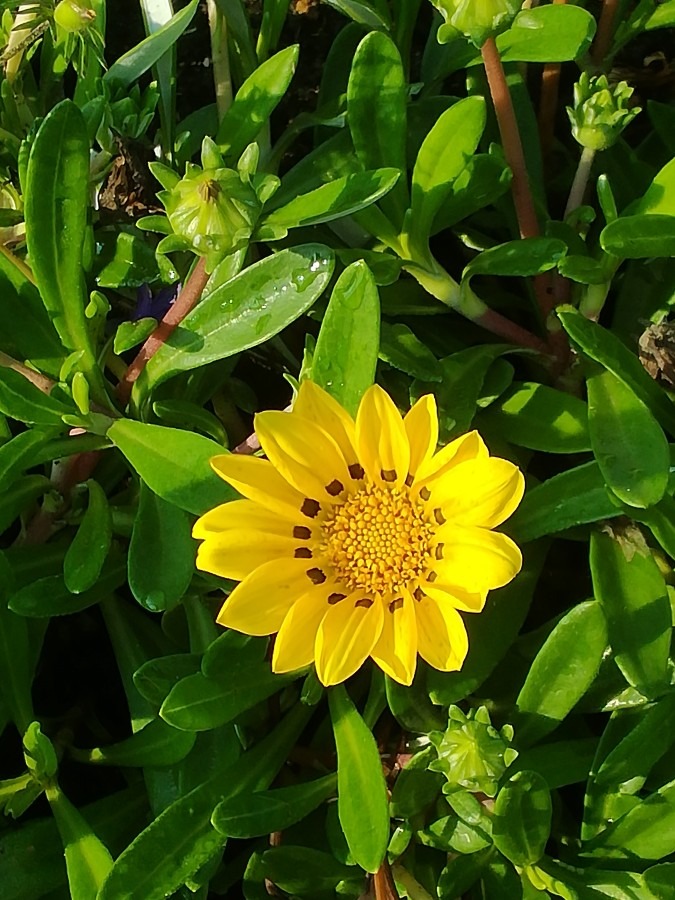 公園の花壇で